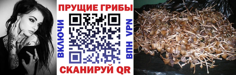 Галлюциногенные грибы прущие грибы  как найти закладки  Канск 